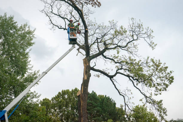 Best Tree Maintenance Programs  in Carthage, IL